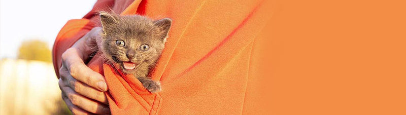 pocket pussy